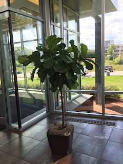 office plant installation Bedford MA;office planters, Lechuza,Metal, Earth-form;