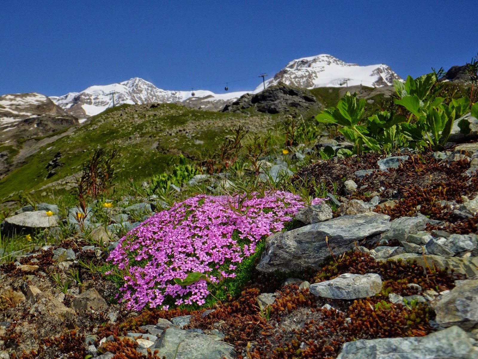 Malati di Montagna Flora alpina adattamento delle piante all’altitudine