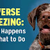 Reverse Sneezing in Dogs: Is It Normal?