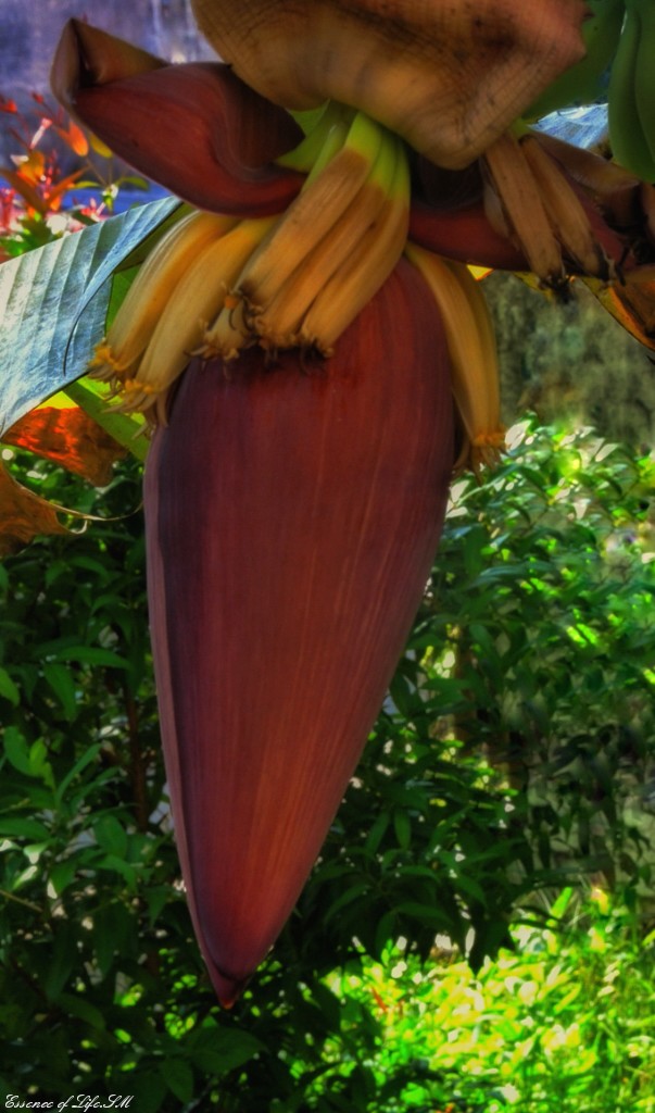 PLANTAIN FLOWER