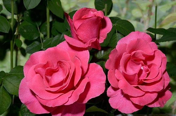 Romanze rose сорт розы фото  