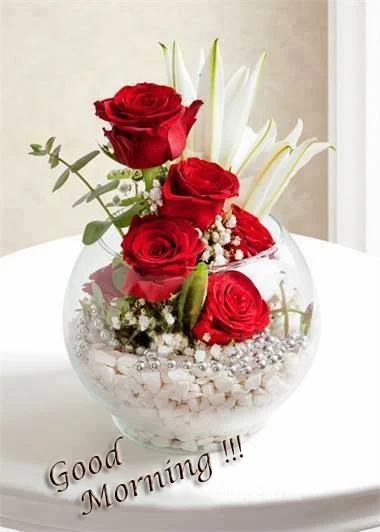 amazing beautiful good morning red rose  image