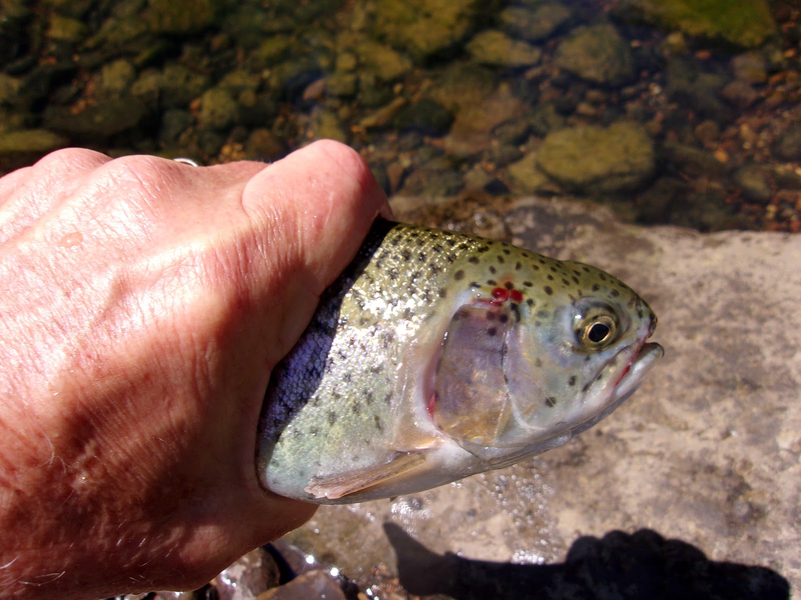 Fishing Through Life Quality Rainbow Landed On the Sipsey