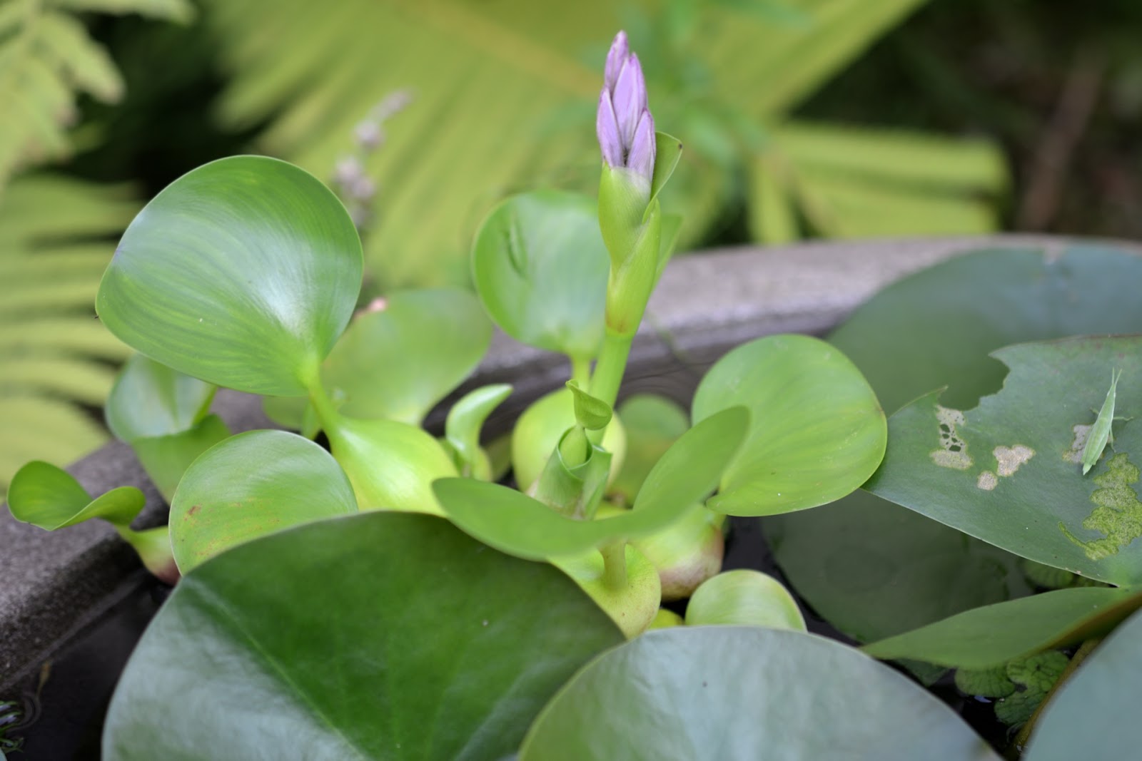 デジイチ初心者の奮闘日記 ホテイ草のつぼみ