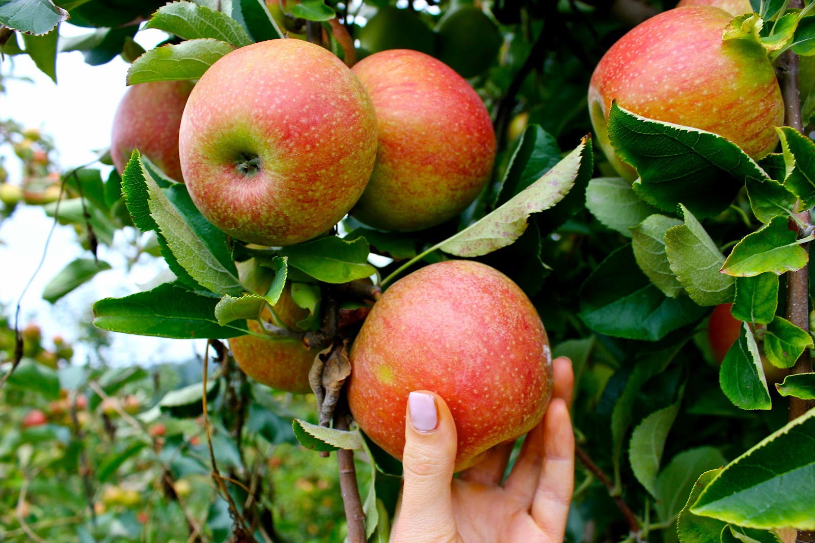 The Allen Family Blog Virginia Apple Picking