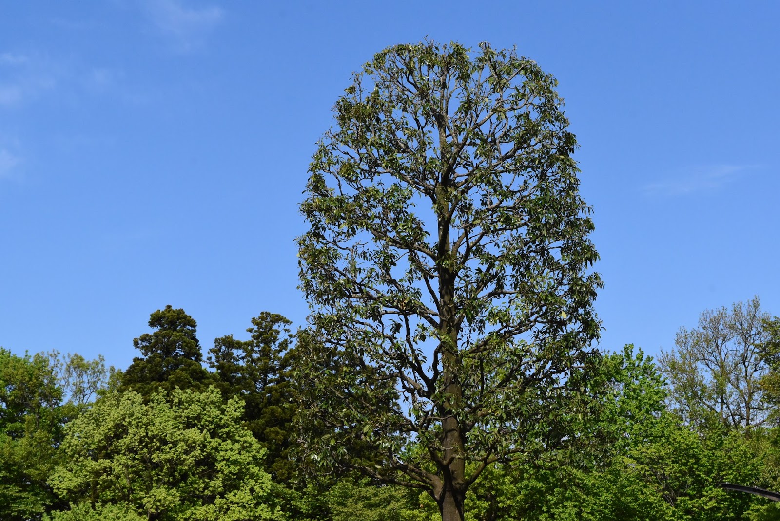 Garden trees in Japan Shirakashi (Evergreen oak)