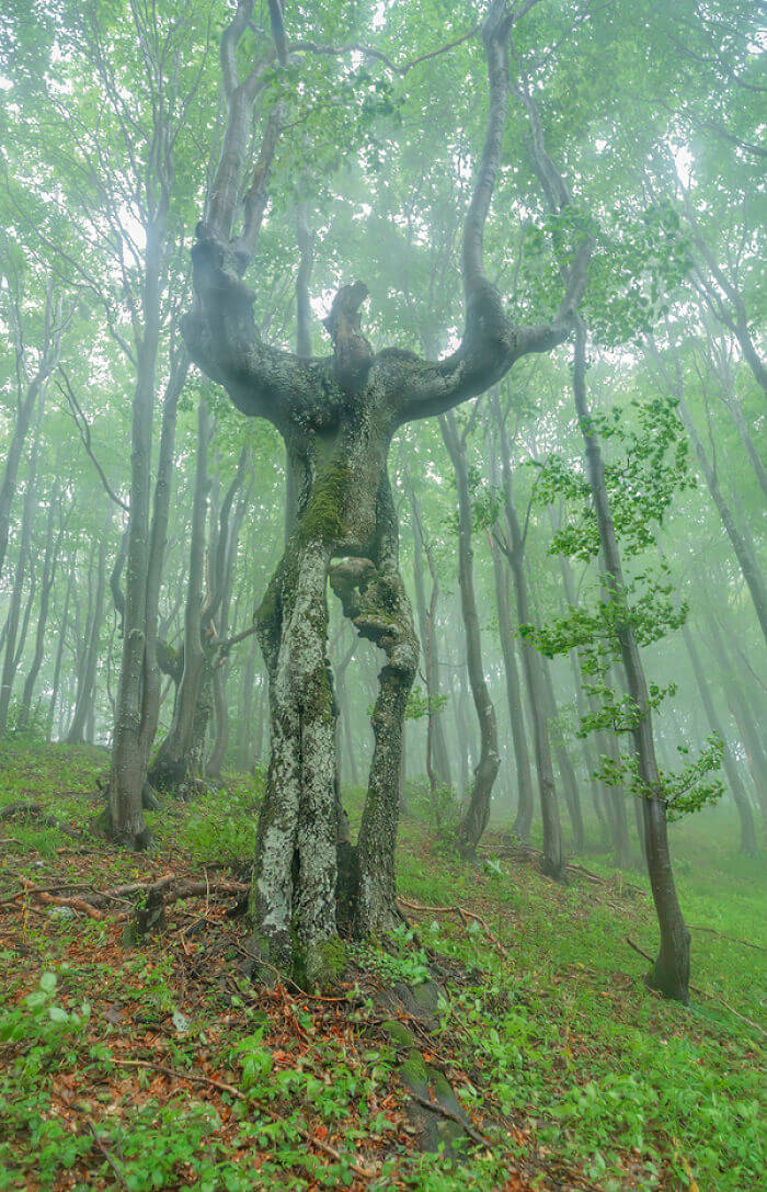 34 Confusing Trees That Messed With Our Perception