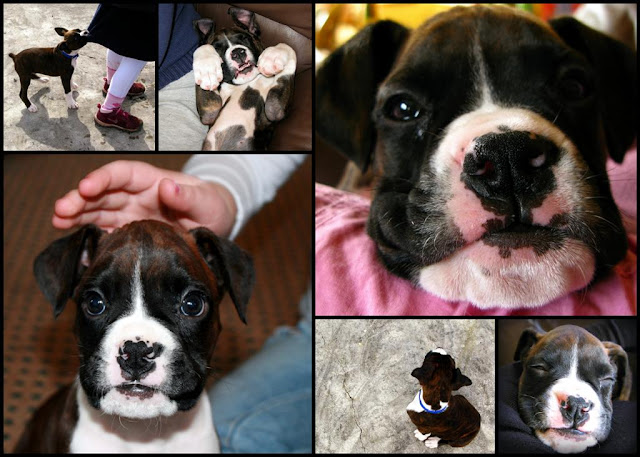 boxer puppy   collage