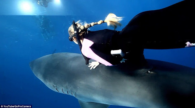White Wolf Ocean Ramsey Shark Diver Swims With Great White Shark