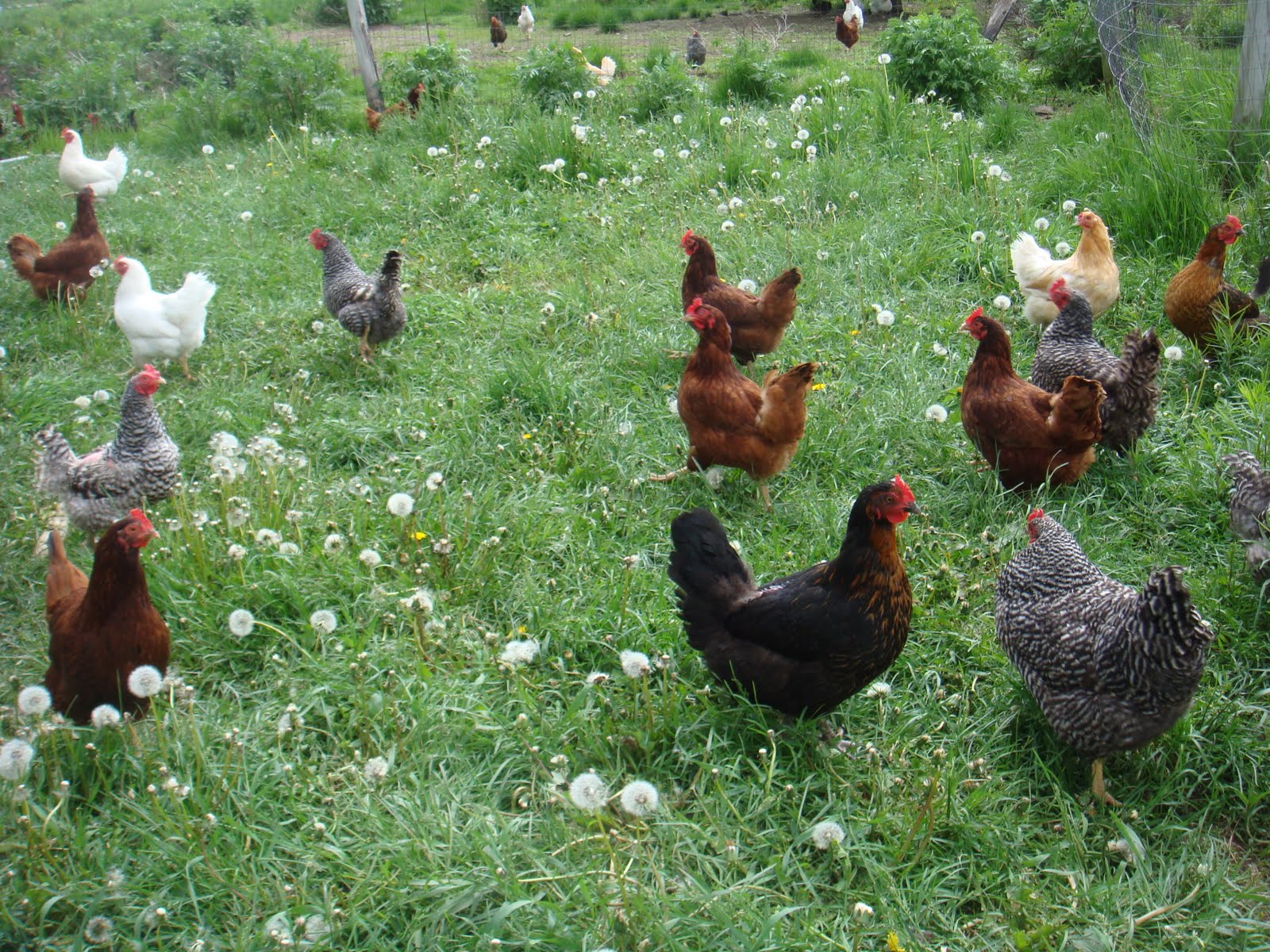 Boucher Family Farm Chickens on Pasture