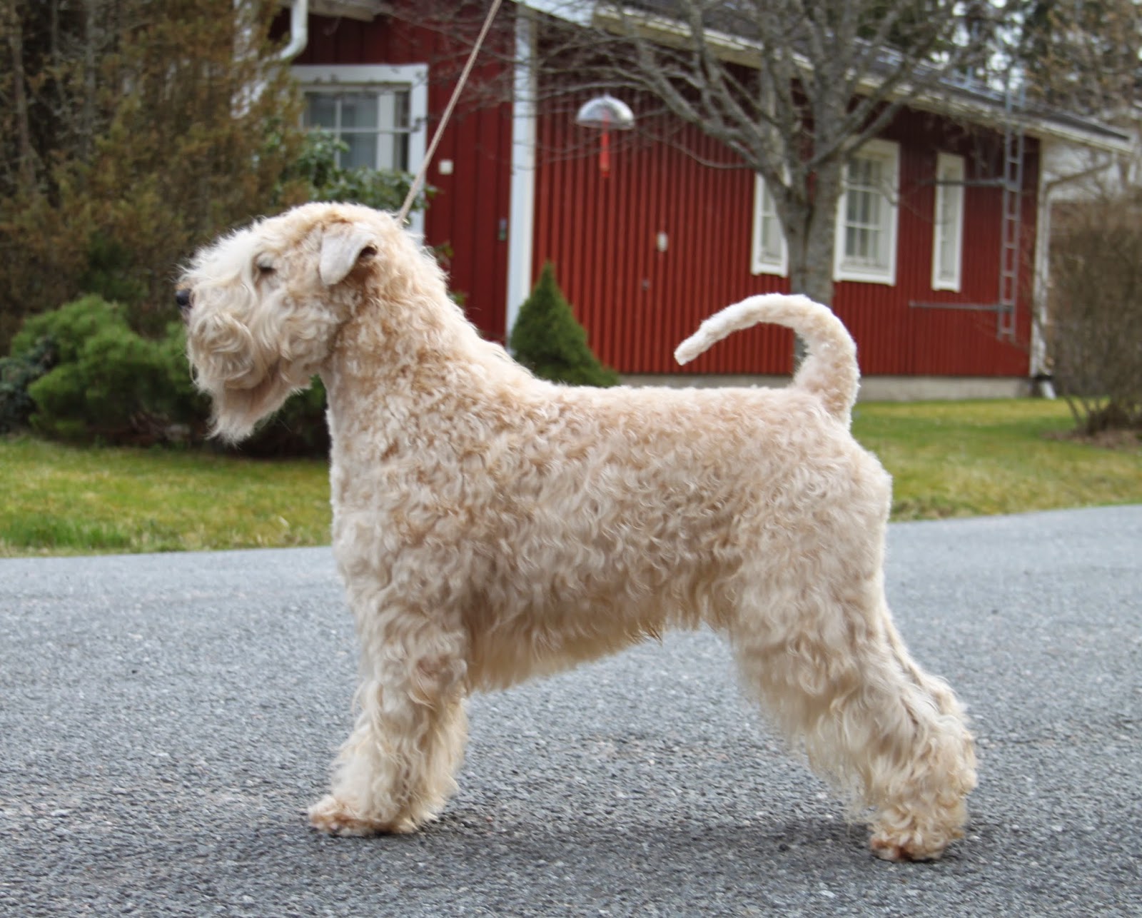 toukokuuta 2015 Kaapelinkulman kennel