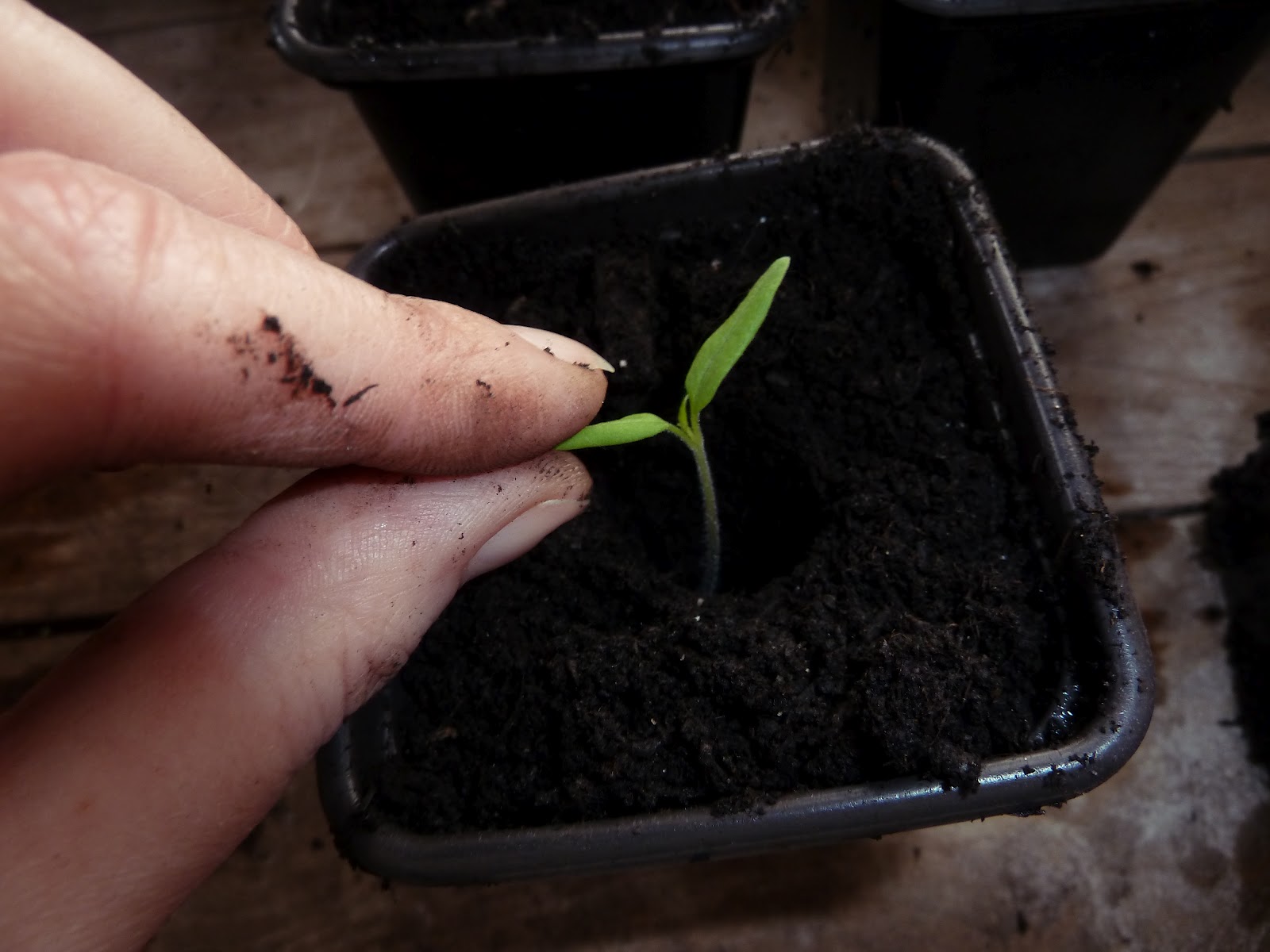 семядольные листочки у томатов. семядольные листочки чечевицы. что такое семядольные листочки у помидор. семядольные листья у гороха. рассада огурцы семядольные листья.