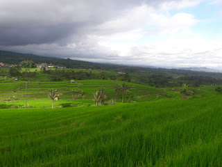 Obyek wisata Jatiluwih tabanan bali Obyek wisata Jatiluwih tabanan bali