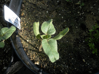 Proboscidea sabulosa Young plant