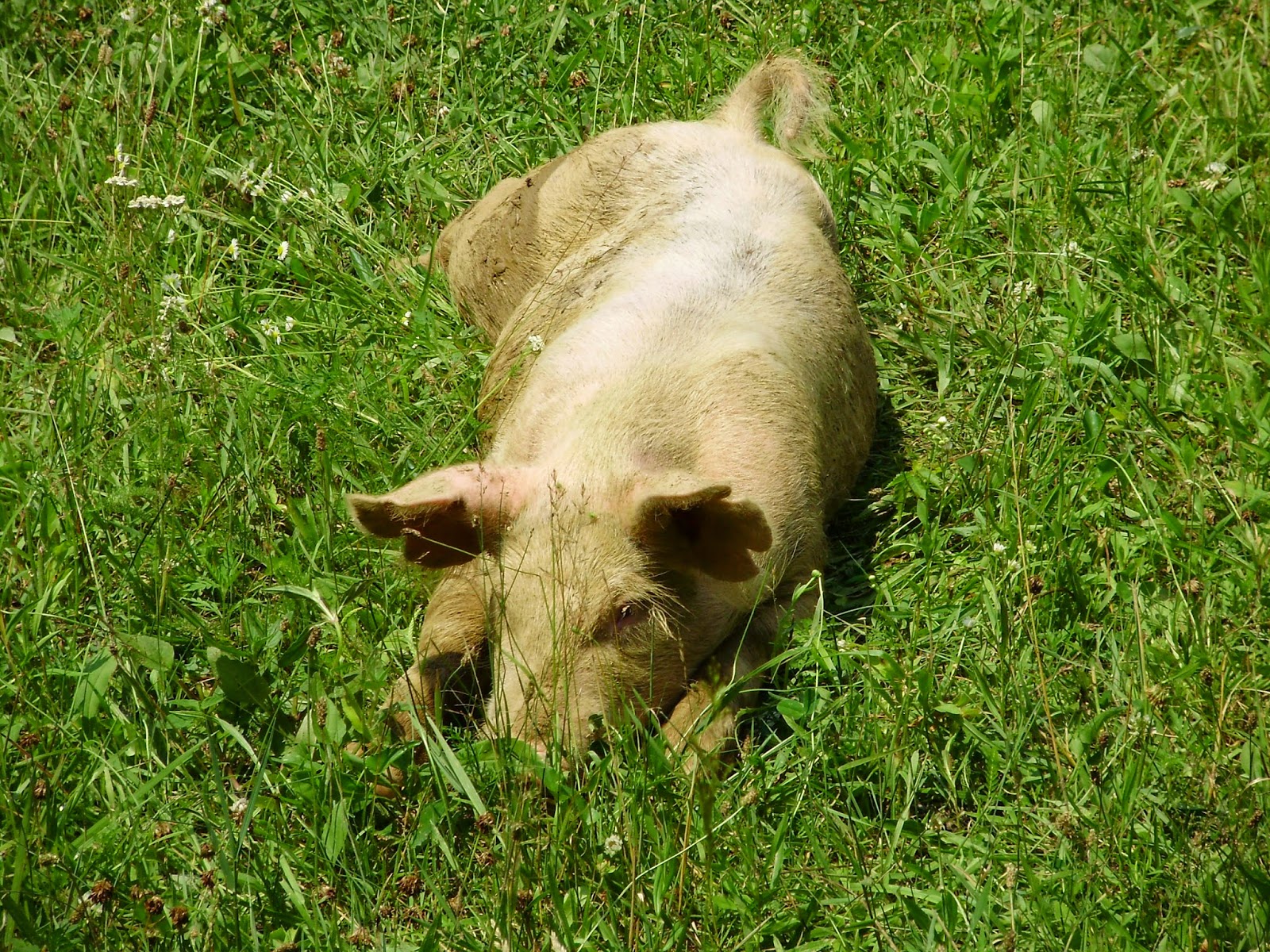 Garden Apartments Tamu Craigslist Akron Canton Ohio Farm And Garden