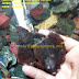 Batu Lumut COKLAT Jember Lempengan model 01 by: IMDA Handicraft Kerajinan Khas Desa TUTUL Jember  