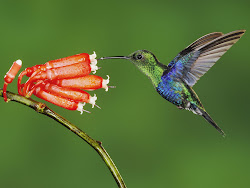 wallpapers bird humming nature desktop birds flying hummingbird hummingbirds wings pc posted am