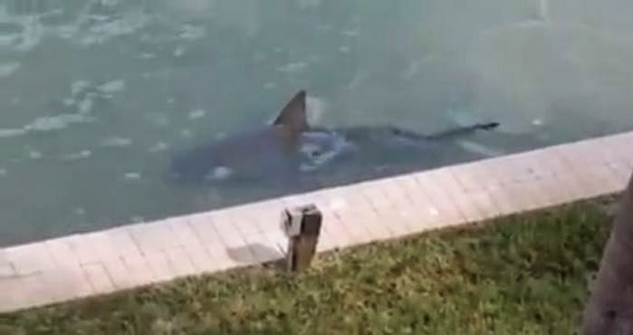 Tiburón nada en el patio trasero de una casa en Florida - Espacio Plus