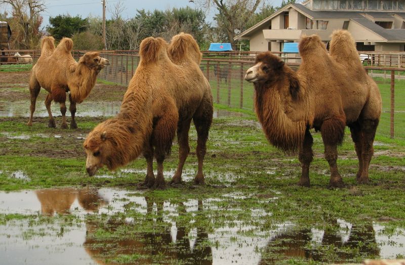 Camels near me