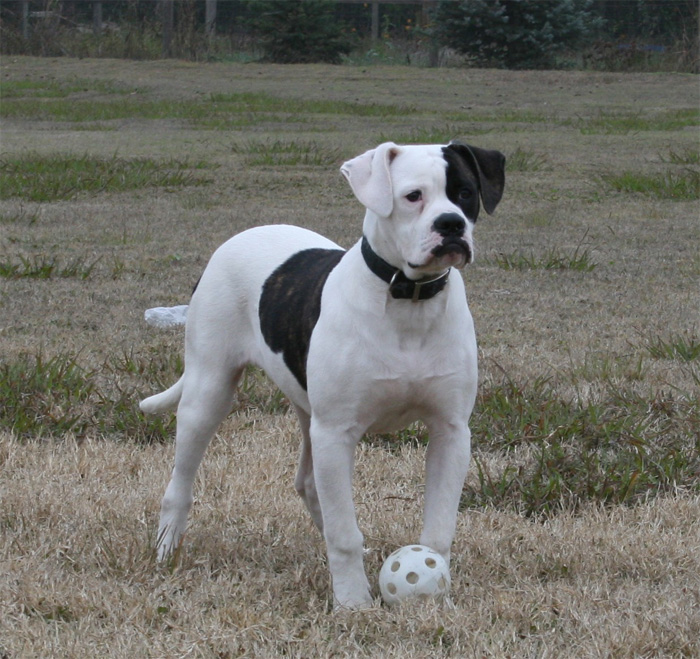 American Bulldog Breeder Informations and Pictures ~ Blog of Dogs ...
