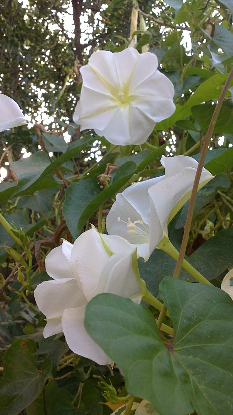 In A Costa Tropical Garden Ipomoea alba.......Moon Flower