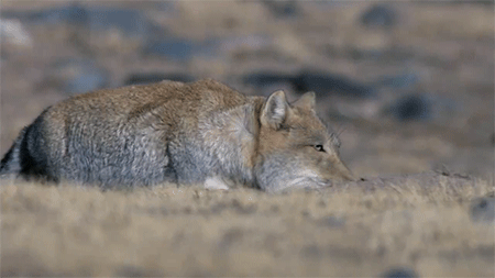 Tibetan sand fox