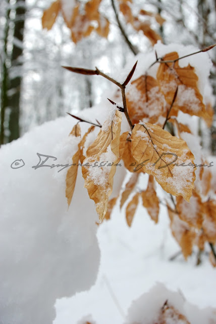 [Photography Tuesday] Snowflakes
