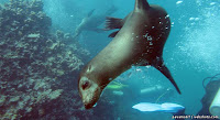 Sea Lion Swimming underwater at Isla Lobos, San Cristobal, Galapagos