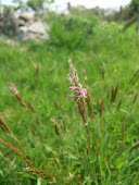 Sweet Vernal Grass (Anthoxanthum odoratum 2