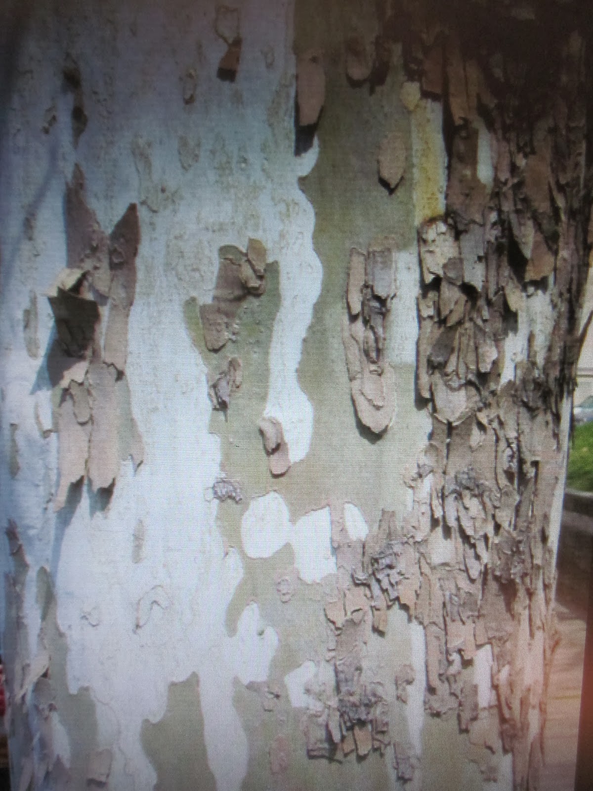 sycamore bark