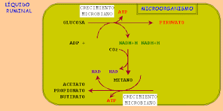 Fisiología Animal. Parte II: Fisiología del rumen