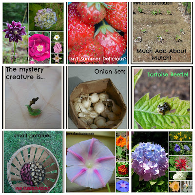 garden lessons insect plant science