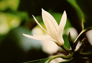 Bunga Kantil