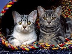 desktop cat wallpapers cats backgrounds kitten kittens kitty kitties sponsored tabby