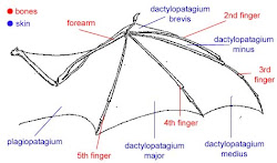 bat wing anatomy bats wings bird limb flying birds bones bone arm pentadactyl human different dragon hand fly structure skin