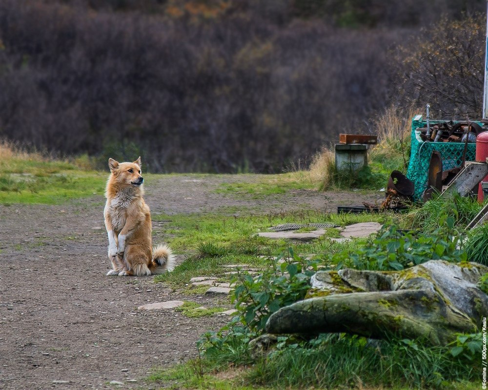 Природа Севера