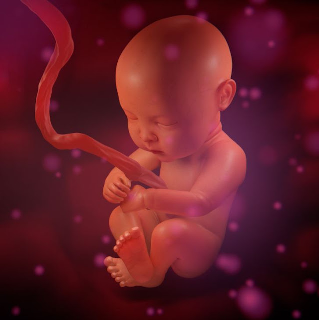 3dsMax高精度子宮嬰兒3D模型下載