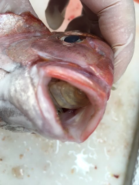 お魚情報サイト タイノエ 鯛の餌 鯛の寄生虫