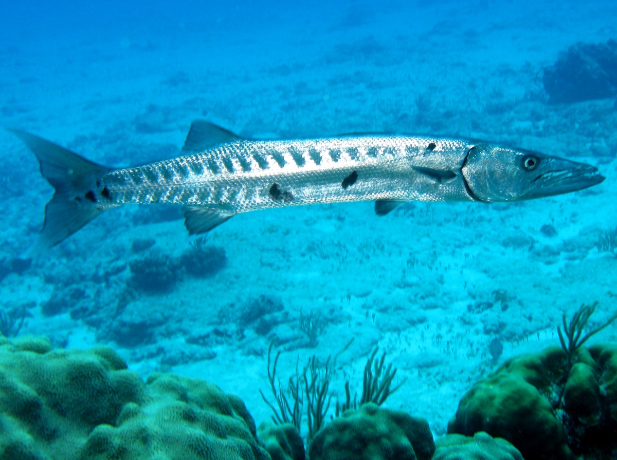 Barracuda | The Biggest Animals Kingdom