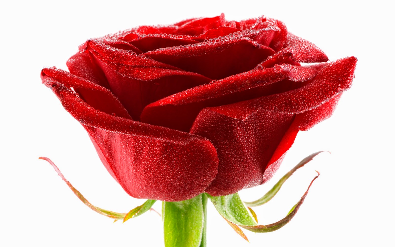 single rose images hd free download