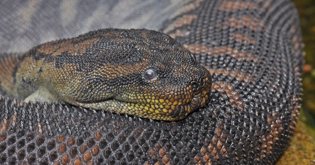 Life is short, but snakes are long: Filesnakes, Wartsnakes, or Elephant  Trunksnakes