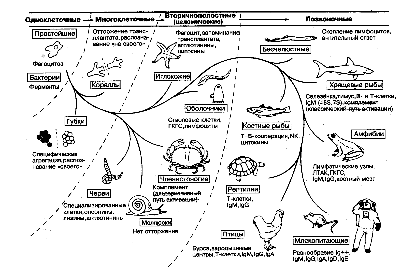 Закончите приведенную схему эволюционного механизма возникновения мимикрии