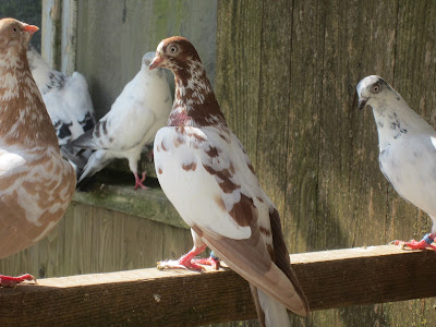highflyer pigeons