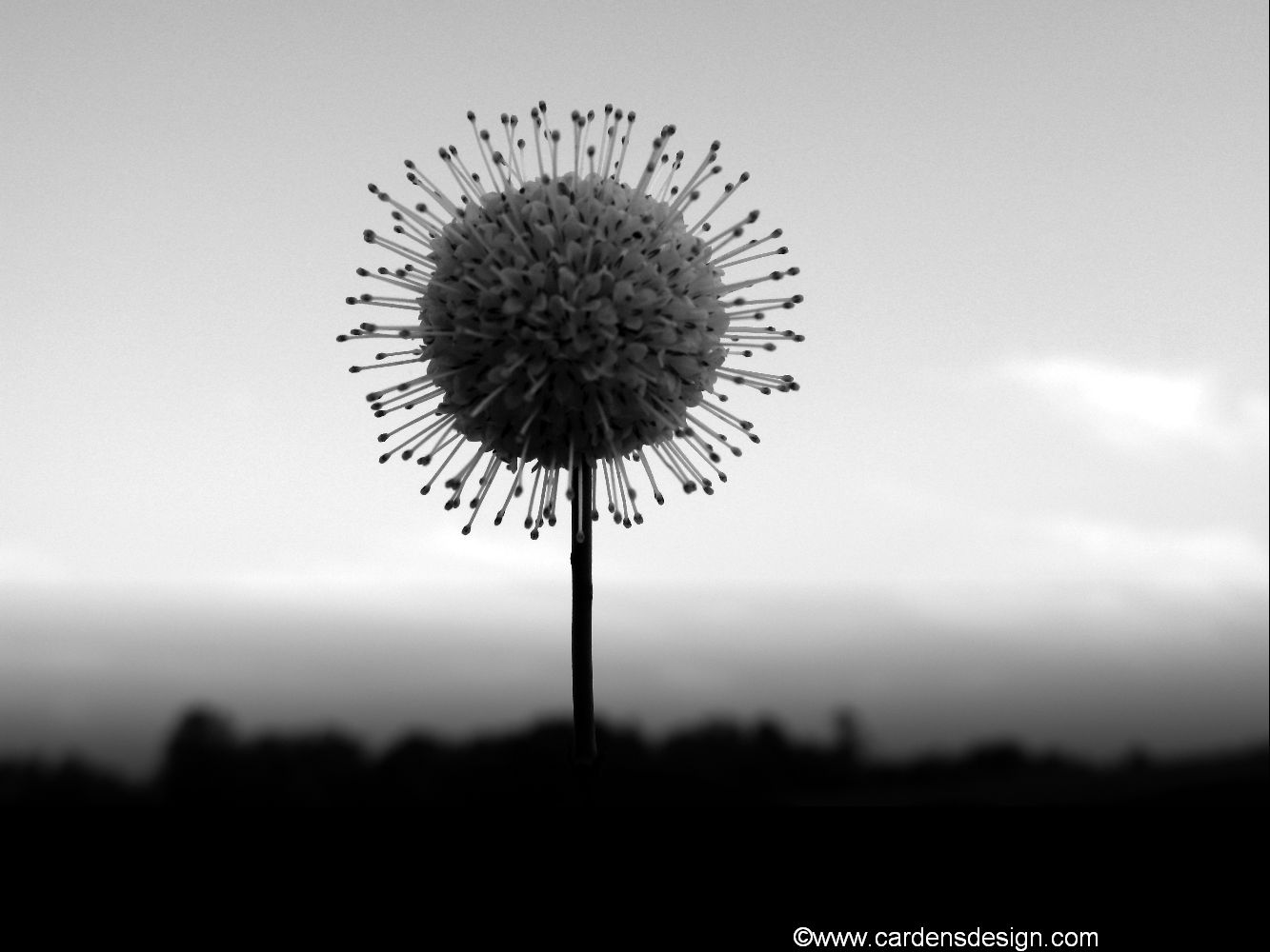 Digital mixed media: abstract photography black and white and color