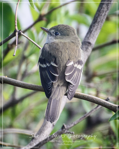 Alder Flycatcher (or Willow Flycatcher). Copyright © Shelley Banks, all rights reserved. 