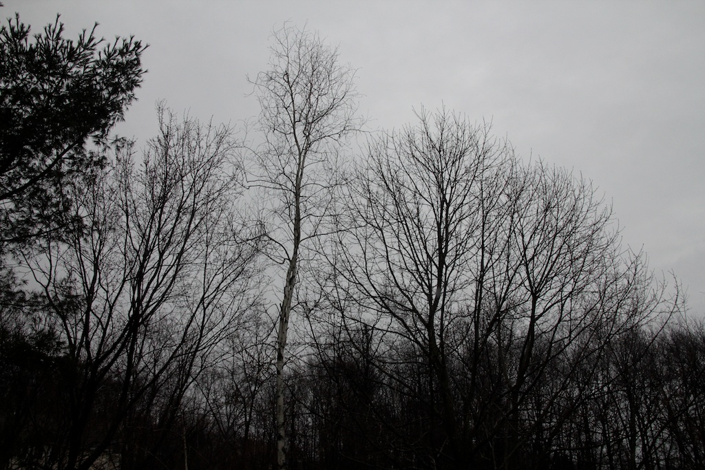 The Beauty of Being grey day