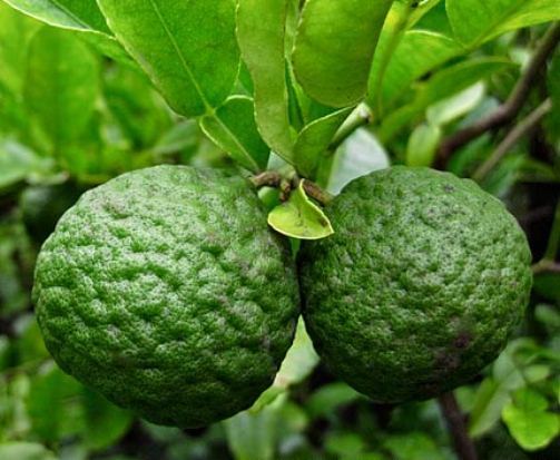 Mengenal Perbedaan Jeruk Lemon Jeruk Nipis Jeruk Limau Dan Jeruk Purut Pusat Bibit Hortikultura Unggul Mengenal Perbedaan Jeruk Lemon Jeruk Nipis Jeruk Limau Dan Jeruk Purut Pusat Bibit Hortikultura Unggul