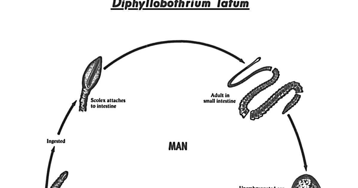 diphyllobothrium latum life cycle