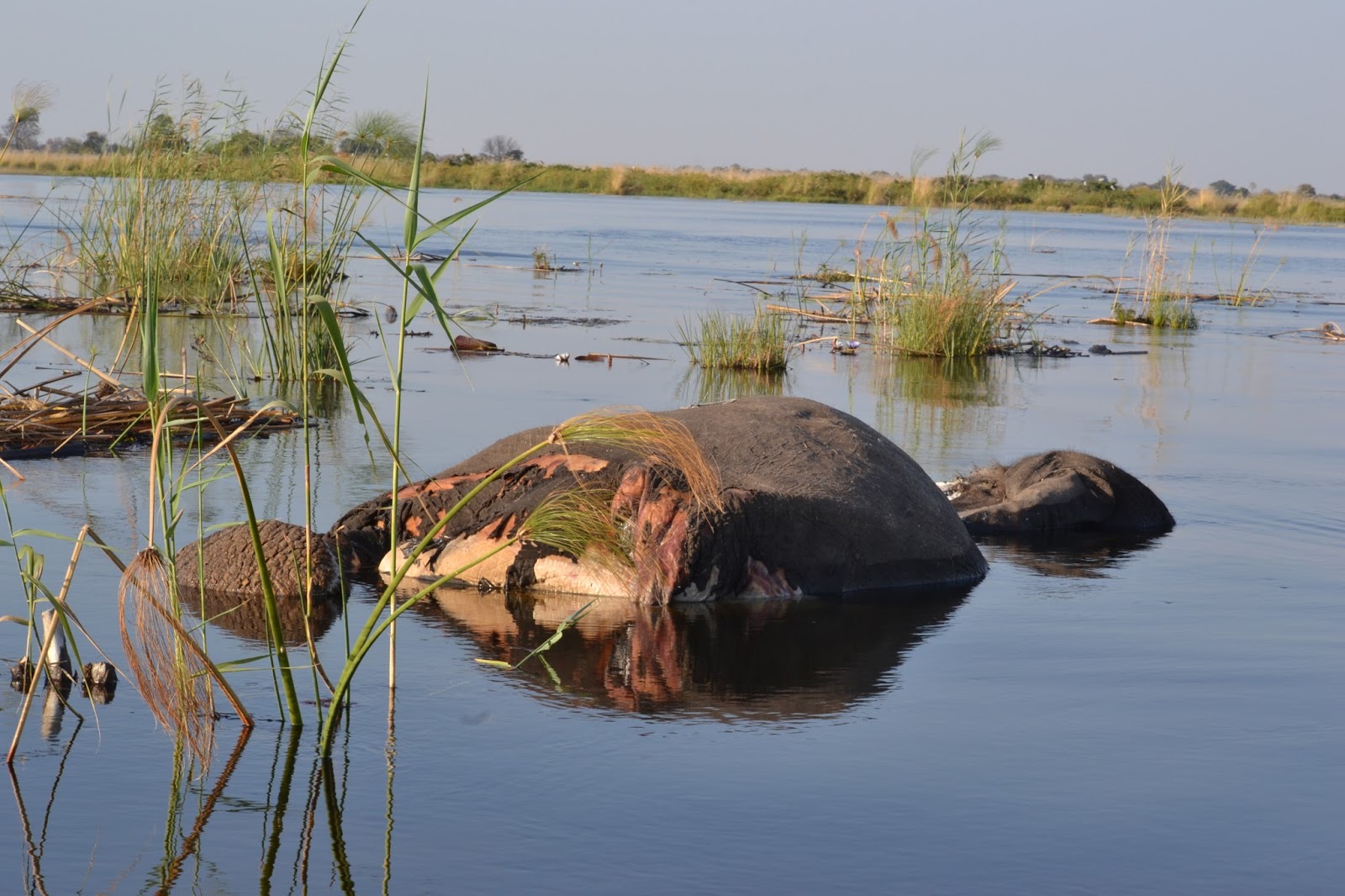 Día 5: Delta del Okavango - Botswana y Cataratas Victoria. Viaje por libre de 19 dias (2)