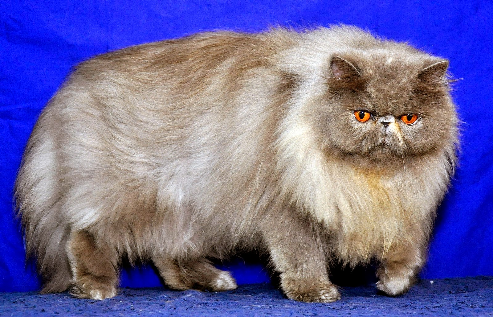 Cara Memelihara Kucing persia (Tips Merawat Rambut Kucing 
